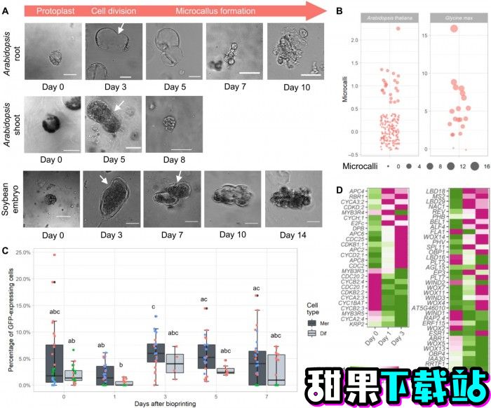 科学家用3D打印机“生物打印 ”植物细胞 以研究细胞功能